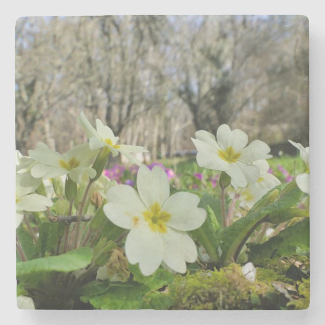 Porta-copo De Pedra Harbinger de Primavera (Frente)