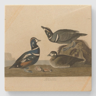 Porta-copo De Pedra Harlequin Duck - das Aves da América de Audubon