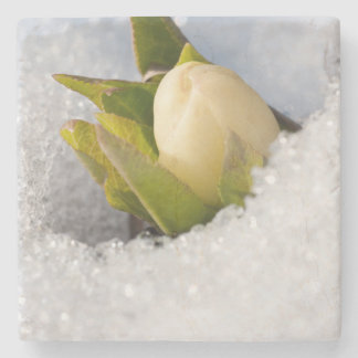 Porta-copo De Pedra Hellebore crescendo através da neve,