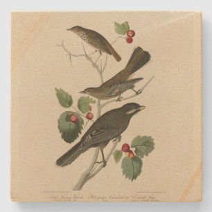 Porta-copo De Pedra Hermit Thrush, Cinza Jay Audubon's Birds of Americ