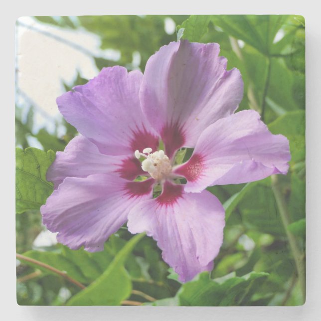 Porta-copo De Pedra Hibiscus (Frente)