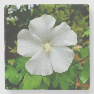 Porta-copo De Pedra Hibiscus