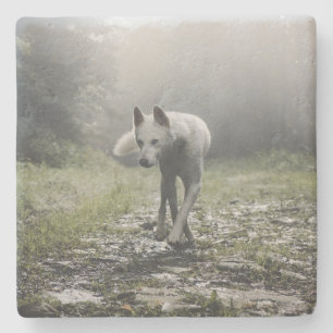 Porta-copo De Pedra Husky Siberiano Branco