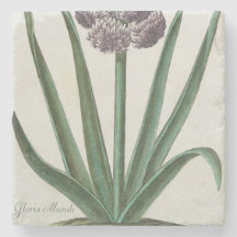 Hyacinth Flower (por Johann Michael Seligmann)