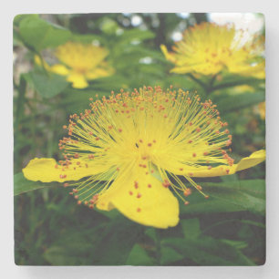 Porta-copo De Pedra Hypericum calycinum