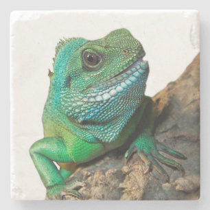 Porta-copo De Pedra Iguana verde