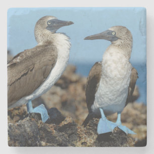 Porta-copo De Pedra Ilhas Galápagos, ilha de Isabela