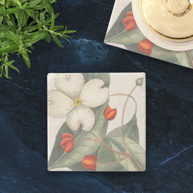 Porta-copo De Pedra 🍃 Ilustração Da Flor De Dogwood Desenhada À Mão (🍃Vintage Hand-Drawn Dogwood Flower Illustration Stone Coaster
)