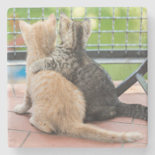 Porta-copo De Pedra Imagens de Getty   dois gatinhos em um balcão