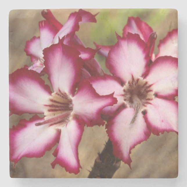 Porta-copo De Pedra Impala Lily (Adenium Multiflorum), Kruger (Frente)