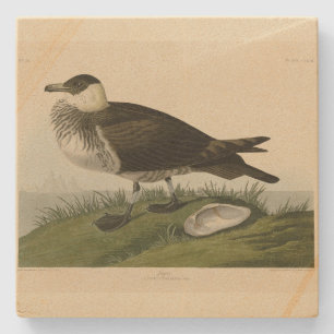Porta-copo De Pedra Jager (Pomarine Jaeger) Adubon's Birds of America
