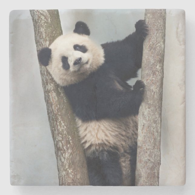 Porta-copo De Pedra Jovem Panda subindo uma árvore, China (Frente)
