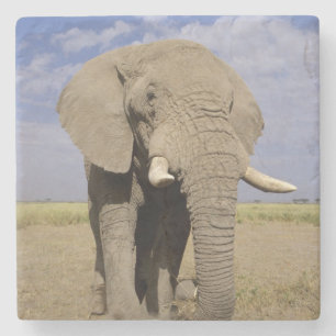 Porta-copo De Pedra Kenya: Parque nacional de Amboseli, elefante