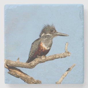 Porta-copo De Pedra Kingfisher gigante