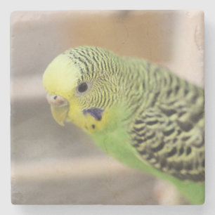 Porta-copo De Pedra Kiwi