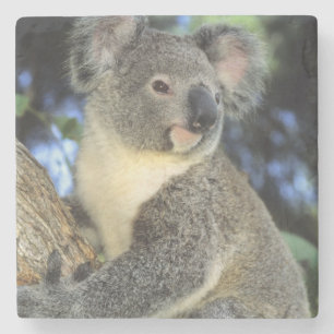 Porta-copo De Pedra Koala, Phascolarctos cinereus), Austrália,