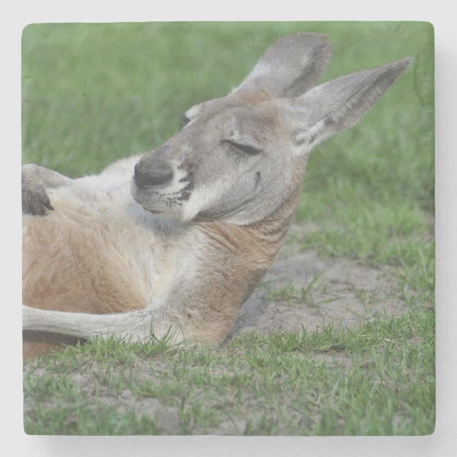 Porta-copo De Pedra Laid-back Kangaroo (Frente)