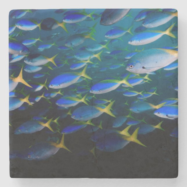 Porta-copo De Pedra Laja Ampat 5 subaquáticos (Frente)