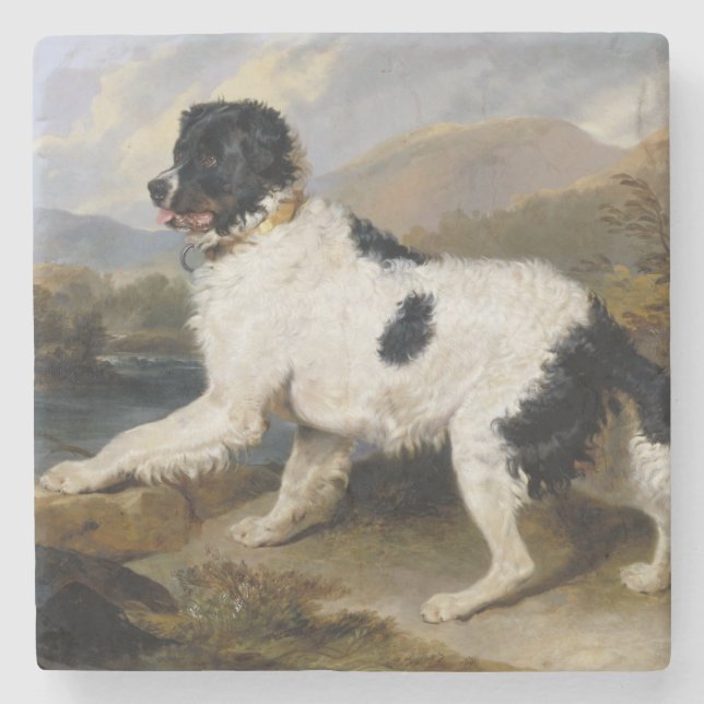 Porta-copo De Pedra Landseer Newfoundland Dog (Black and White Animal) (Frente)