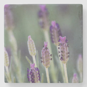Porta-copo De Pedra Lavanda mexicana