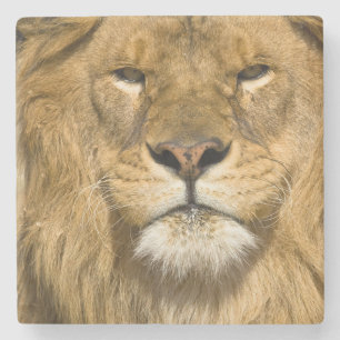 Porta-copo De Pedra Leão Berbere Africano, Panthera leo leo, um dos