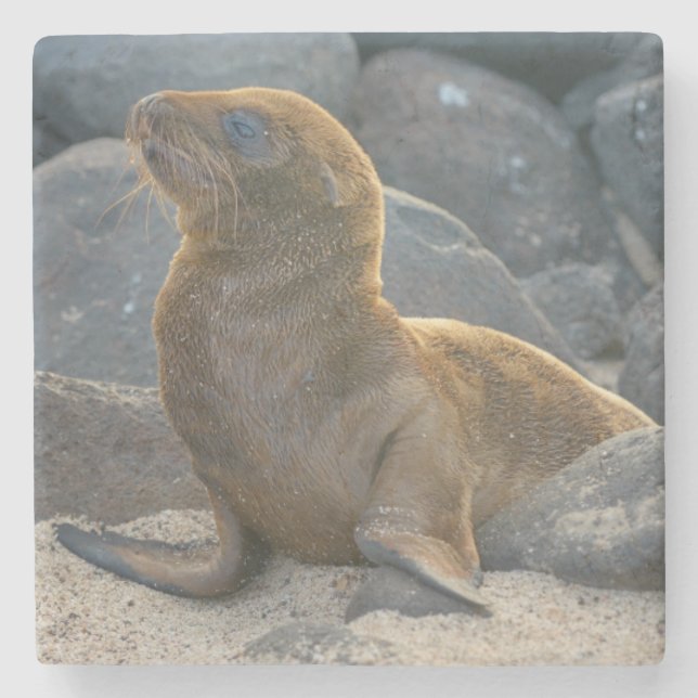 Porta-copo De Pedra Leão-marinho-das-galápagos (Frente)
