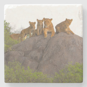 Porta-copo De Pedra Leões vendo a cena de sua pedra de Rock Perch