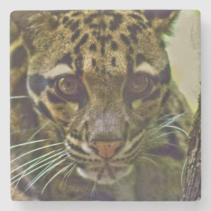Porta-copo De Pedra Leopardo nublado