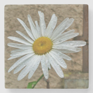 Porta-copo De Pedra Leucanthemum Bloom