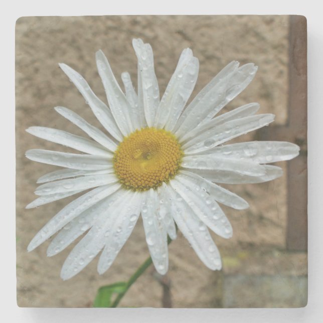 Porta-copo De Pedra Leucanthemum Bloom (Frente)