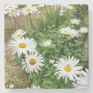 Porta-copo De Pedra Leucanthemum Blooms