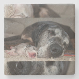 Porta-copo De Pedra Limestone Coasters Great Dane Fotografia