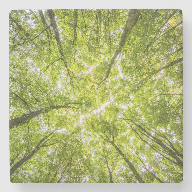 Porta-copo De Pedra Linda Floresta Verde (Frente)