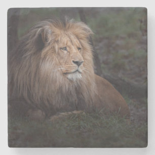 Porta-copo De Pedra Linda Katanga Lion