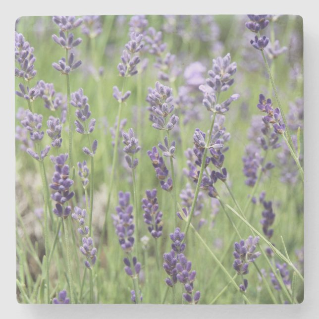 Porta-copo De Pedra Linda Lavanda (Frente)