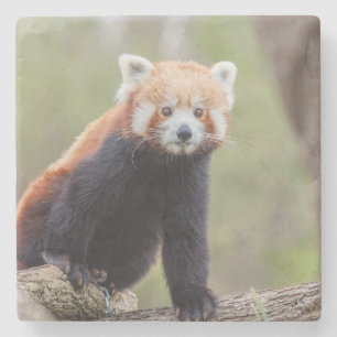 Porta-copo De Pedra Lindo Panda Vermelho em um Galho