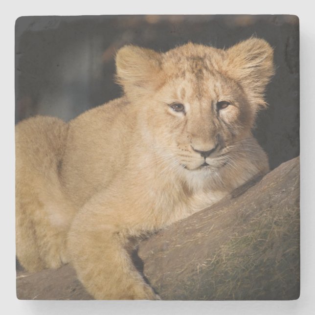 Porta-copo De Pedra Lion Cub (Frente)