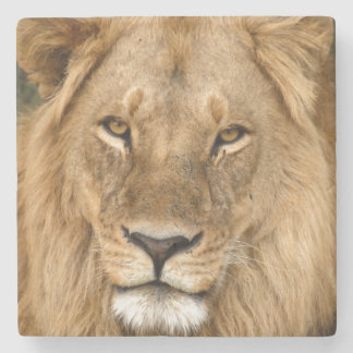 Porta-copo De Pedra Lion With Great Mane