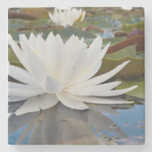 Porta-copo De Pedra Lírio de Água Perfumado (Nymphaea Odorata) no Cadd