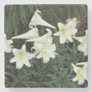 Porta-copo De Pedra Lírio-de-páscoa (Lilium regale)