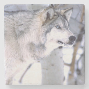 Porta-copo De Pedra Lobo Cinzento, Canis lupus, Animal de Filme (Utah)
