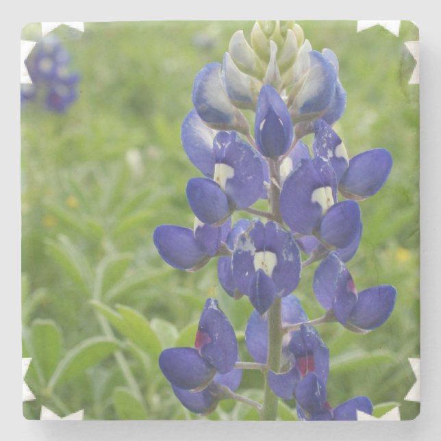 Porta-copo De Pedra Lupine azul (Frente)