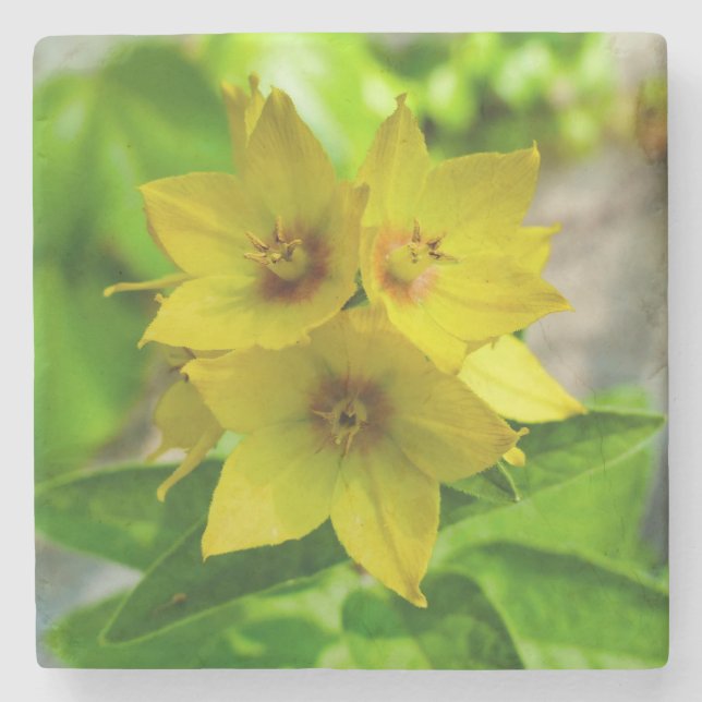 Porta-copo De Pedra Lysimachia punctata (Frente)