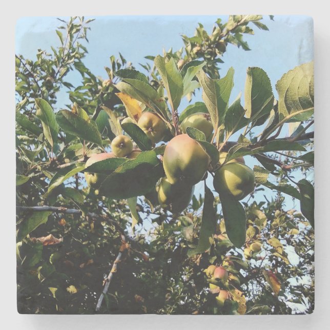 Porta-copo De Pedra Maçãs (Frente)
