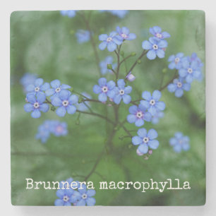 Porta-copo De Pedra Macrophylla de Brunnera