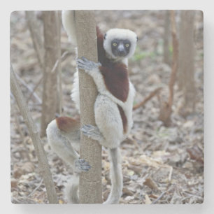Porta-copo De Pedra Madagascar, Reserva Ankarafantsika; Ampijoroa;