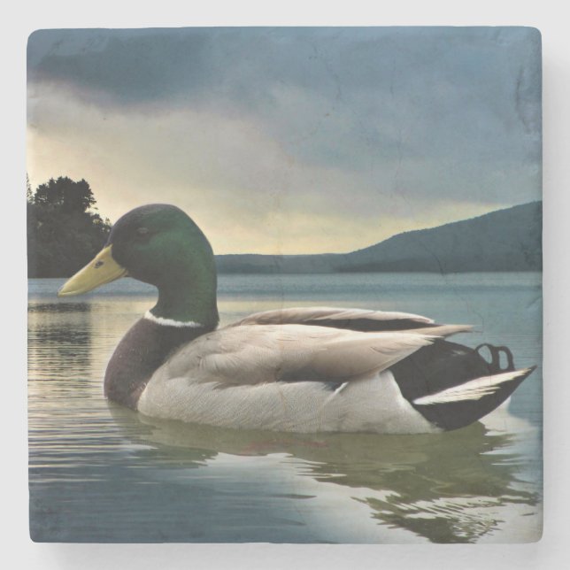 Porta-copo De Pedra Mallard Duck No Lago (Frente)