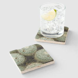 Porta-copo De Pedra Mammillaria hahniana