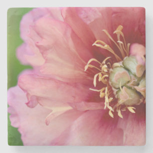 Porta-copo De Pedra Marble Peony Porta copos
