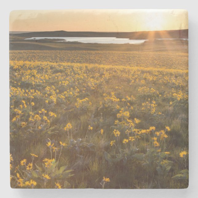 Porta-copo De Pedra Marca De Arroknowledge Balsamroot Wildflower (Frente)